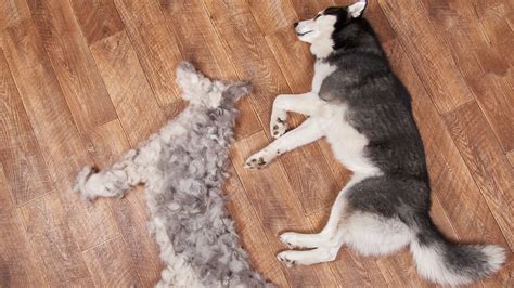  A low-shedding coat means, you don